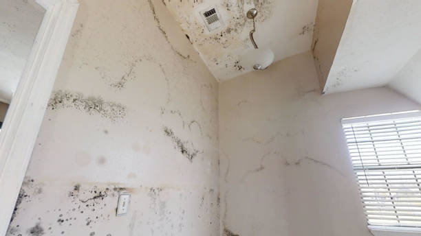 Best Mold Damage Restoration  in Yerington, NV