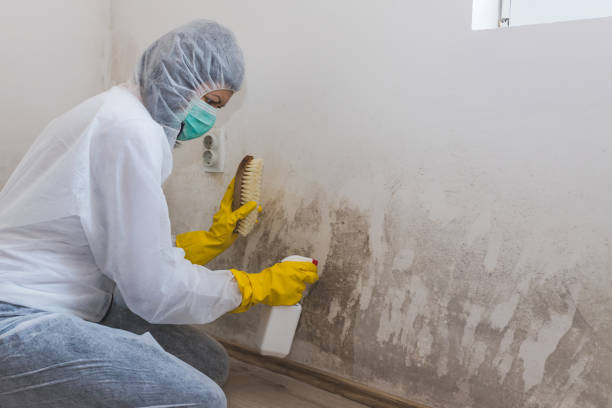 Environmental Consulting for Mold Prevention in Yerington, NV