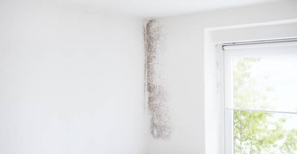 Best Air Quality Testing for Mold Spores  in Yerington, NV