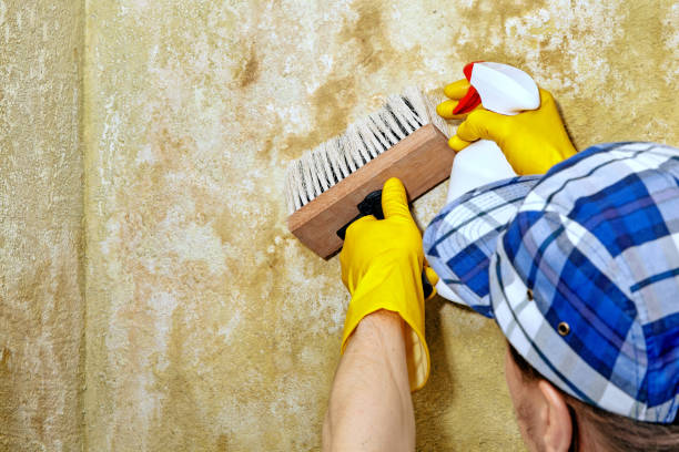 Best Mold Prevention Services  in Yerington, NV