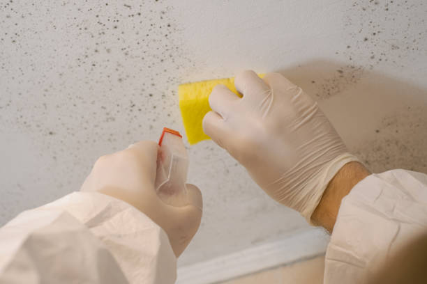 Best Environmental Consulting for Mold Prevention  in Yerington, NV