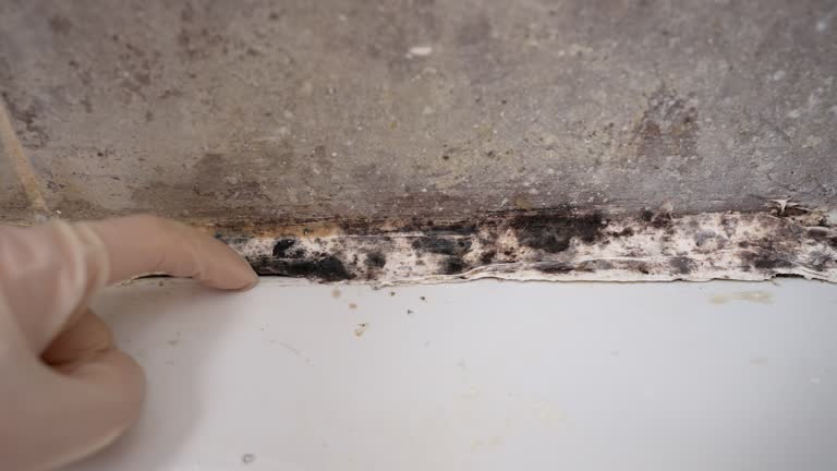 Best Real Estate Mold Inspection  in Yerington, NV